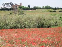 La plana del Castell al mes de maig.