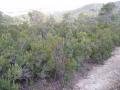 img066.jpeg.small.jpeg